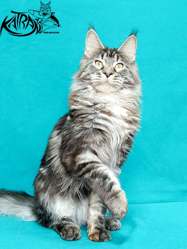 Katran X-Trimm - Junior maine-coon 9 months 1 week