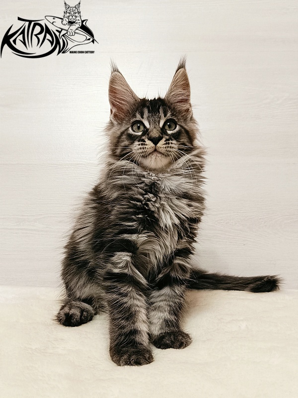 Katran X-Trimm - Kitten maine-coon 2 months