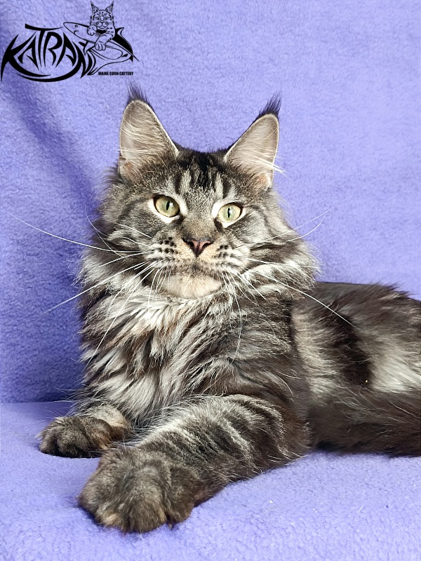 Katran X-Trimm - Adult maine-coon 1 year 1 month 3 weeks