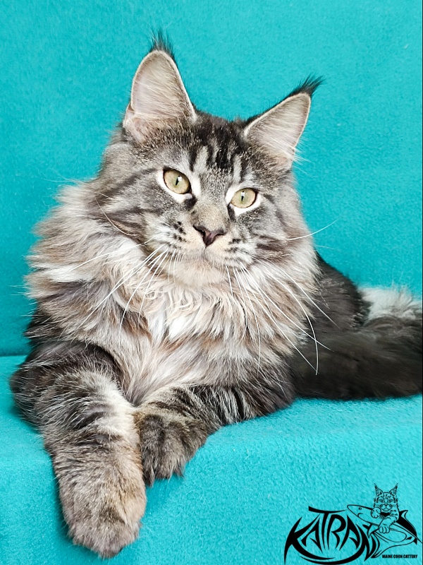 Katran X-Trimm - Junior maine-coon 9 months 1 week