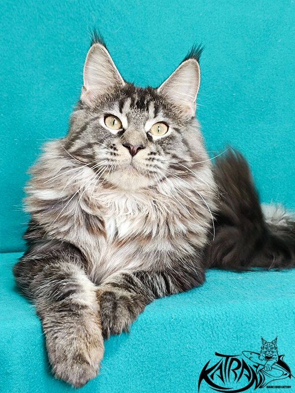 Katran X-Trimm - Junior maine-coon 9 months 1 week