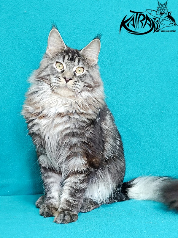 Katran X-Trimm - Junior maine-coon 9 months 1 week