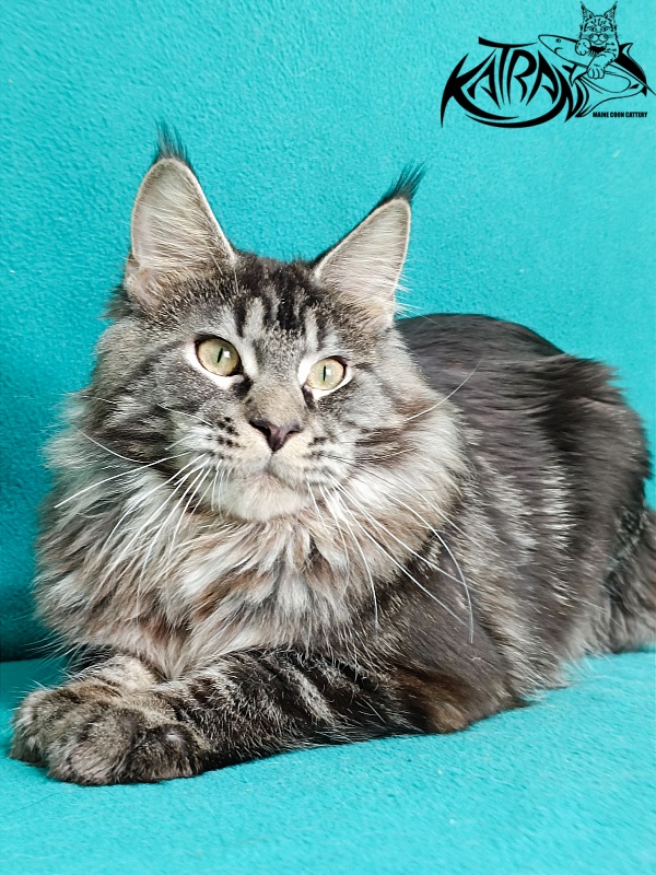 Katran X-Trimm - Junior maine-coon 9 months 1 week