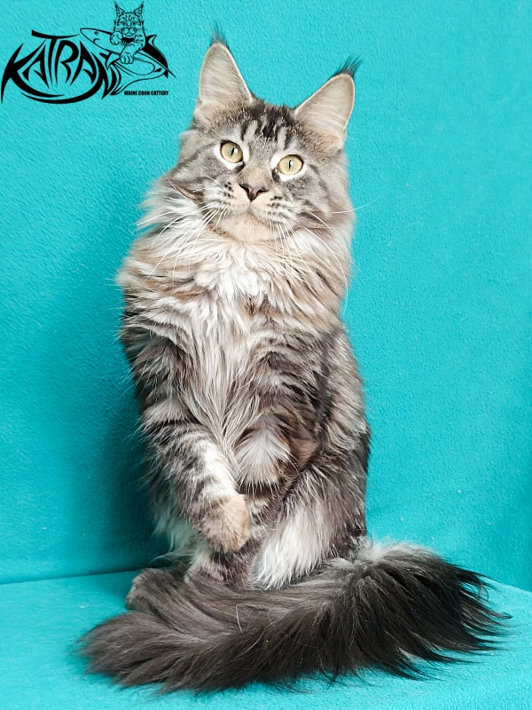 Katran X-Trimm - Junior maine-coon 9 months 1 week