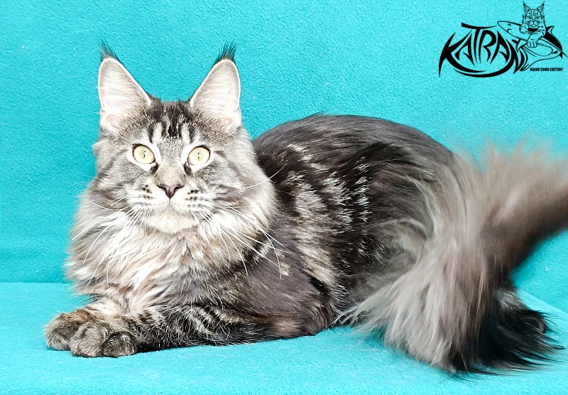 Katran X-Trimm - Junior maine-coon 9 months 1 week