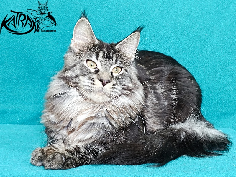 Katran X-Trimm - Junior maine-coon 9 months 1 week