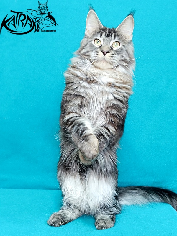 Katran X-Trimm - Junior maine-coon 9 months 1 week