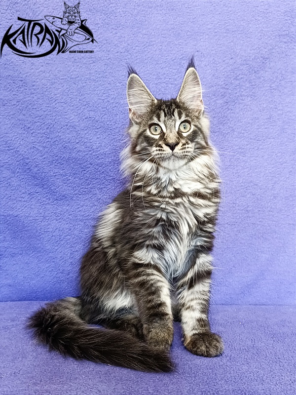 Katran X-Trimm - Kitten maine-coon 3 months