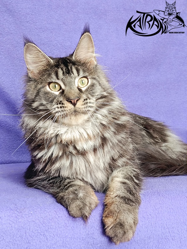Katran X-Trimm - Adult maine-coon 1 year 1 month 3 weeks