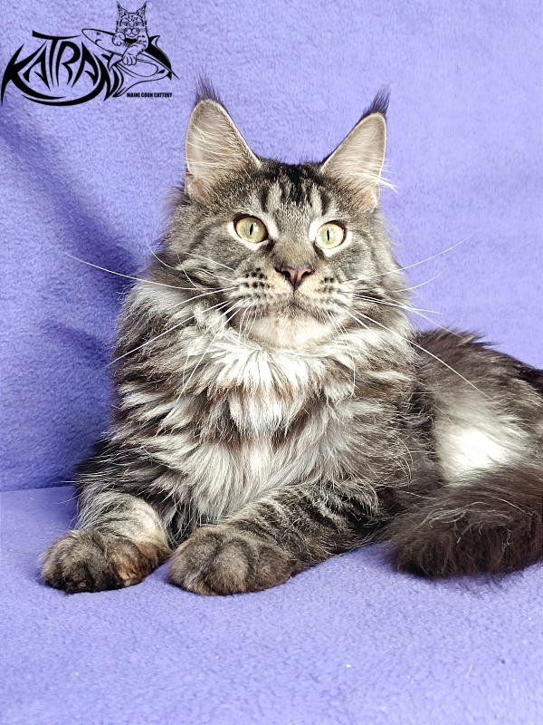 Katran X-Trimm - Adult maine-coon 1 year 1 month 3 weeks