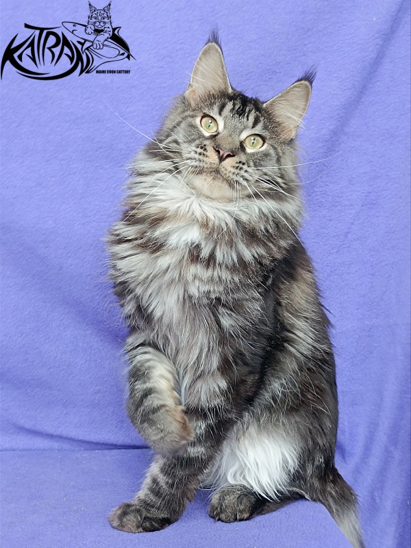 Katran X-Trimm - Adult maine-coon 1 year 1 month 3 weeks