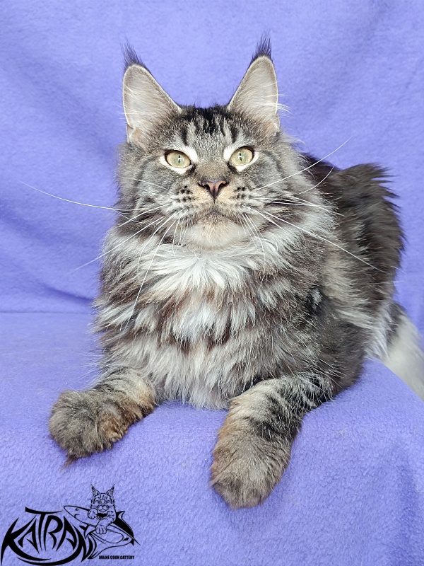 Katran X-Trimm - Adult maine-coon 1 year 1 month 3 weeks