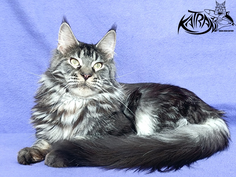Katran X-Trimm - Adult maine-coon 1 year 1 month 3 weeks
