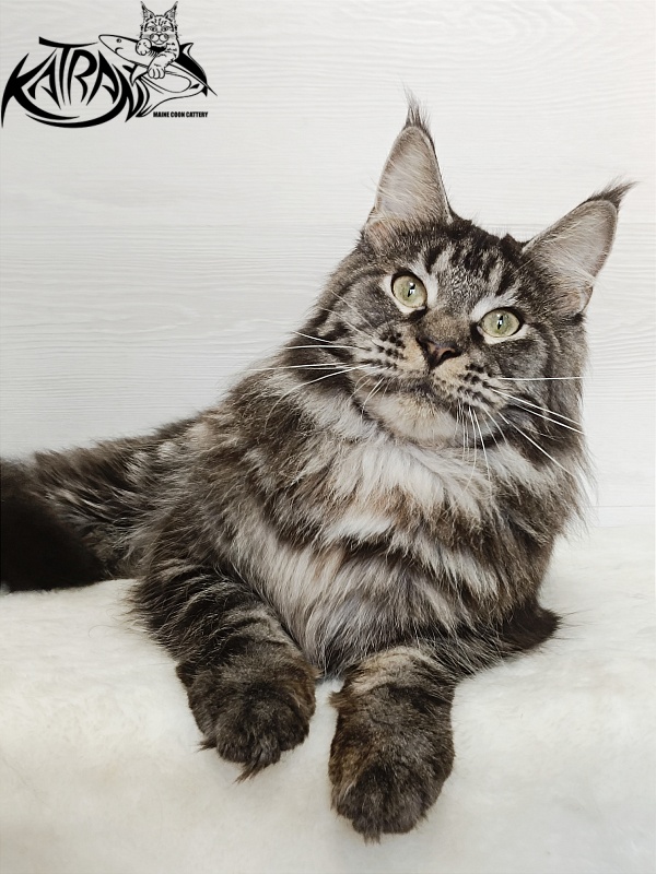 Katran X-Trimm - Adult maine-coon 1 year 3 months