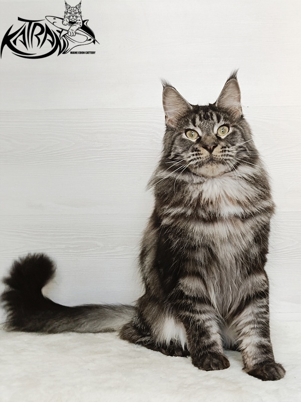 Katran X-Trimm - Adult maine-coon 1 year 3 months
