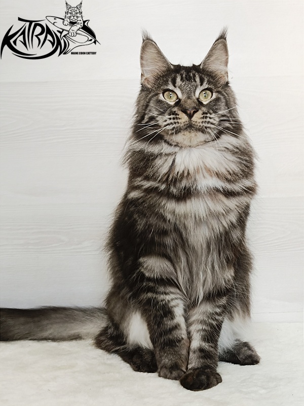 Katran X-Trimm - Adult maine-coon 1 year 3 months