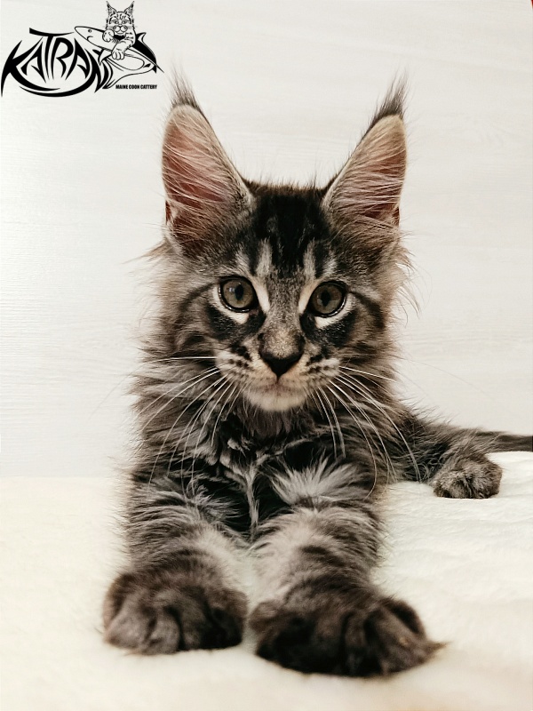 Katran X-Trimm - Kitten maine-coon 2 months