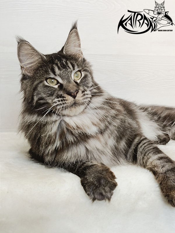 Katran X-Trimm - Adult maine-coon 1 year 3 months