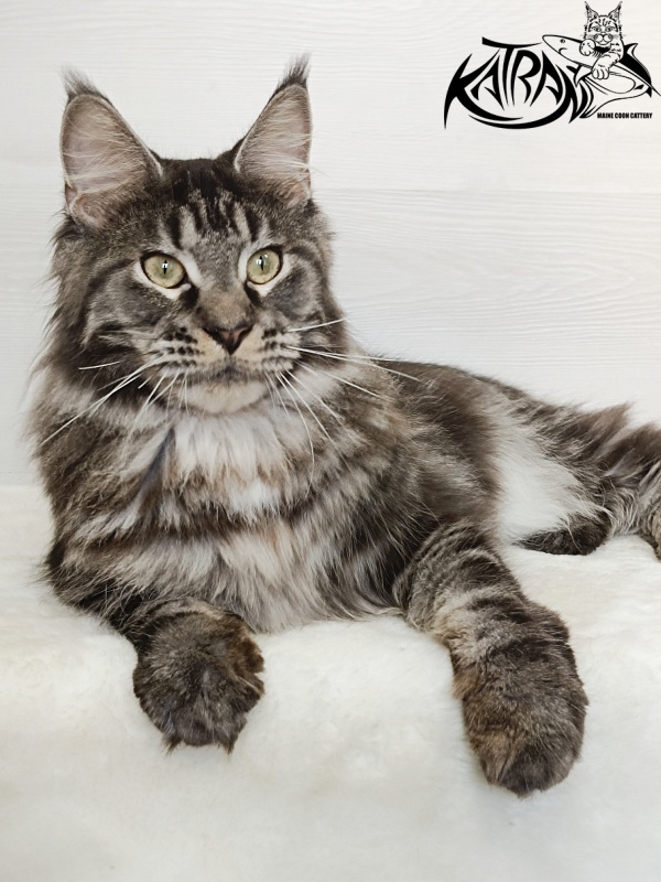 Katran X-Trimm - Adult maine-coon 1 year 3 months