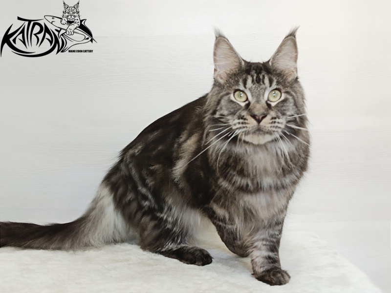 Katran X-Trimm - Adult maine-coon 1 year 3 months