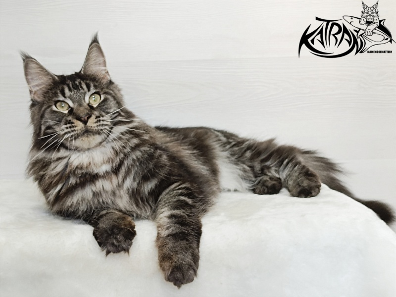 Katran X-Trimm - Adult maine-coon 1 year 3 months
