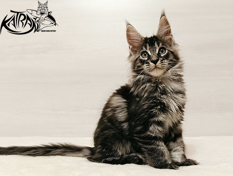 Katran X-Trimm - Kitten maine-coon 2 months