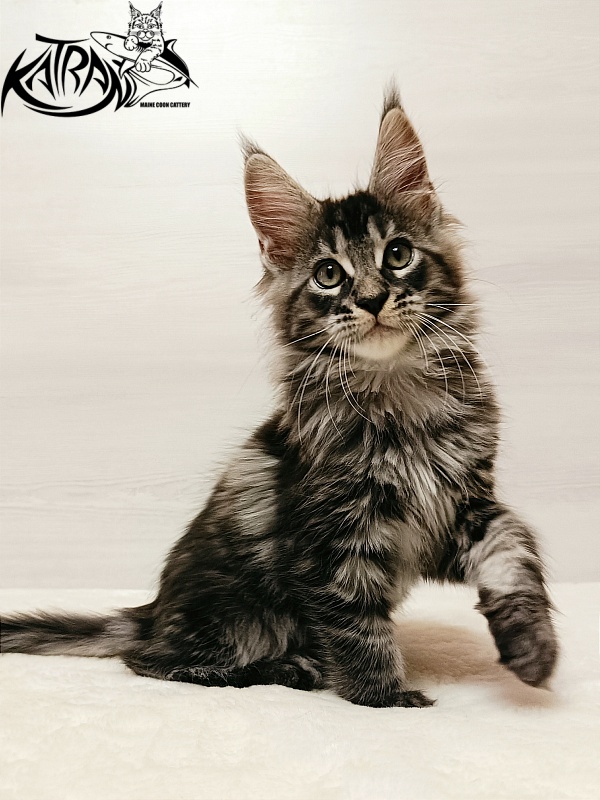 Katran X-Trimm - Kitten maine-coon 2 months