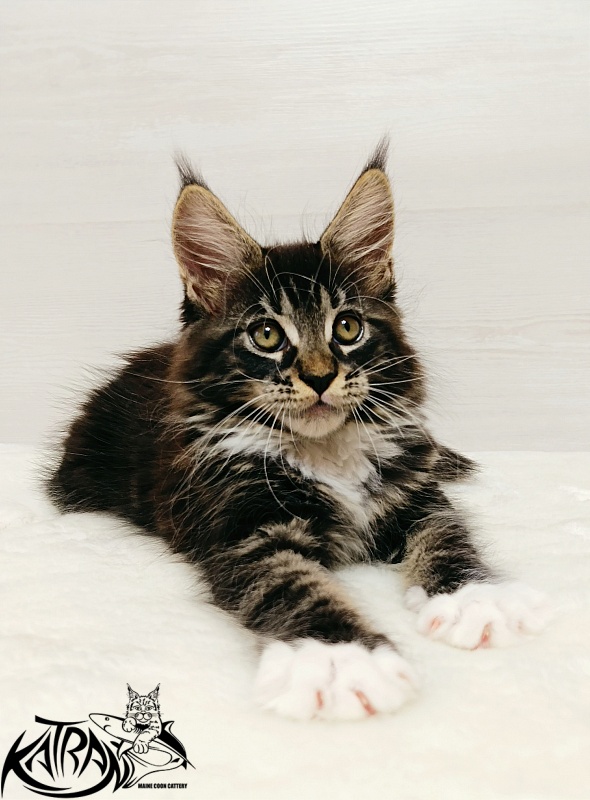 Katran Xamira - Kitten maine-coon 2 months