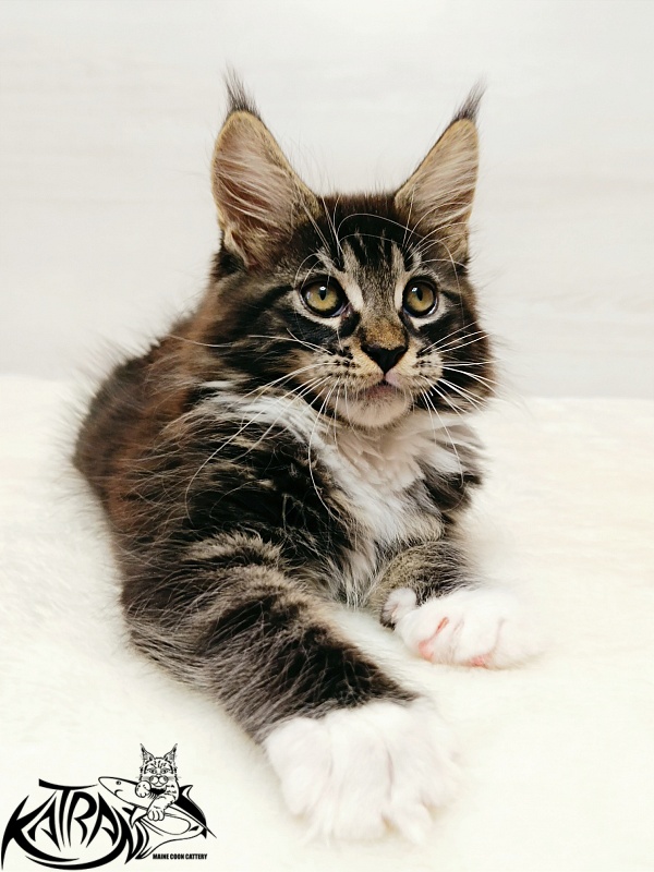 Katran Xamira - Kitten maine-coon 2 months
