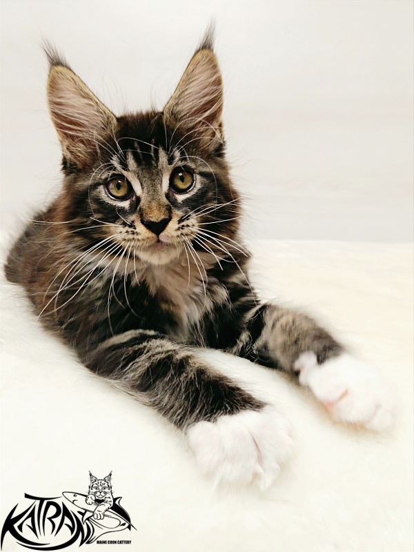 Katran Xamira - Kitten maine-coon 2 months