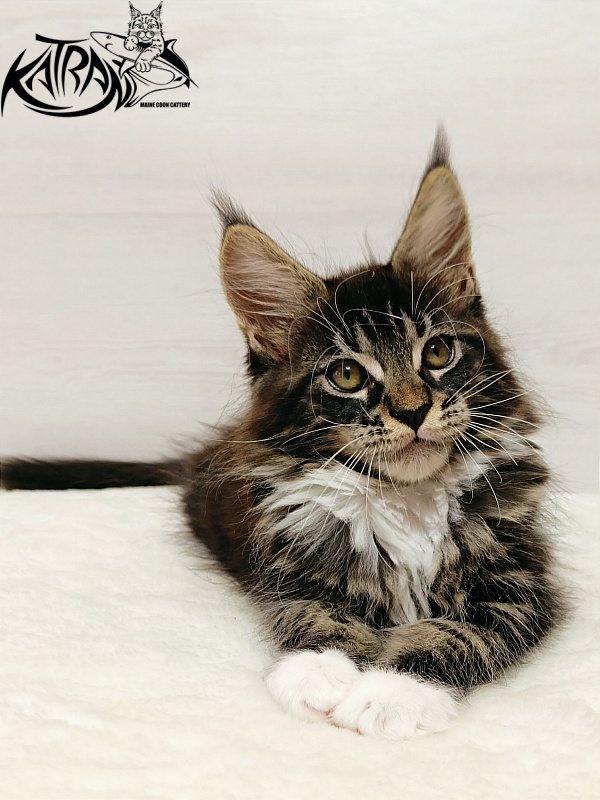Katran Xamira - Kitten maine-coon 2 months