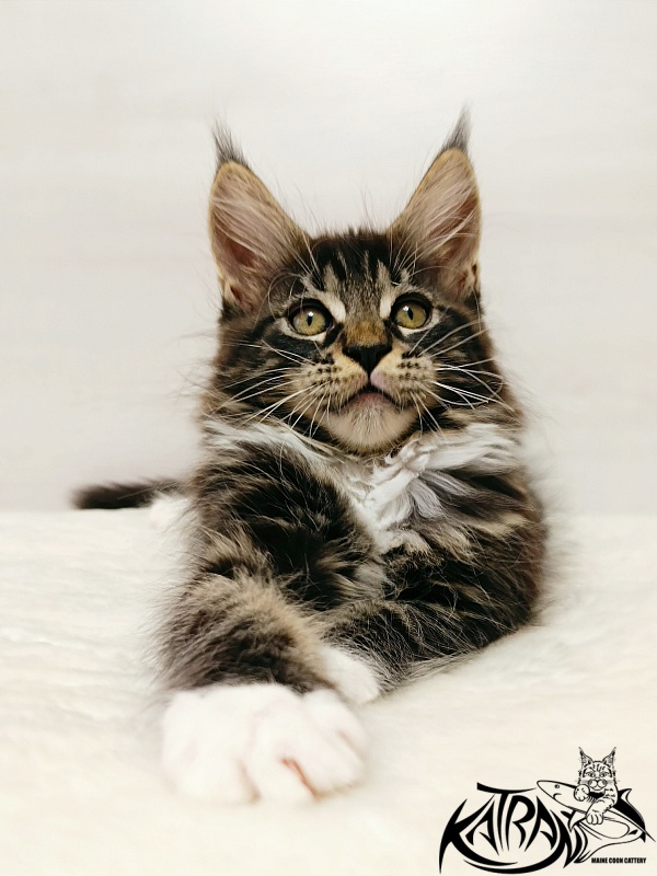 Katran Xamira - Kitten maine-coon 2 months