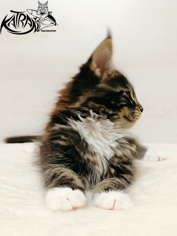 Katran Xamira - Kitten maine-coon 2 months