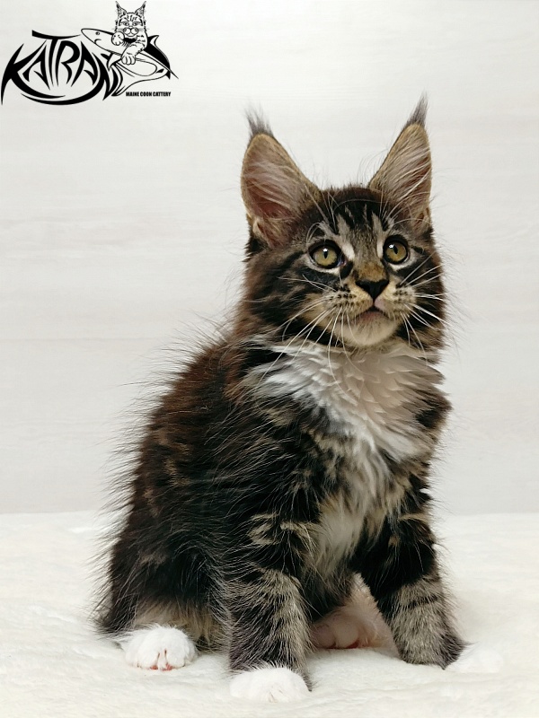 Katran Xamira - Kitten maine-coon 2 months