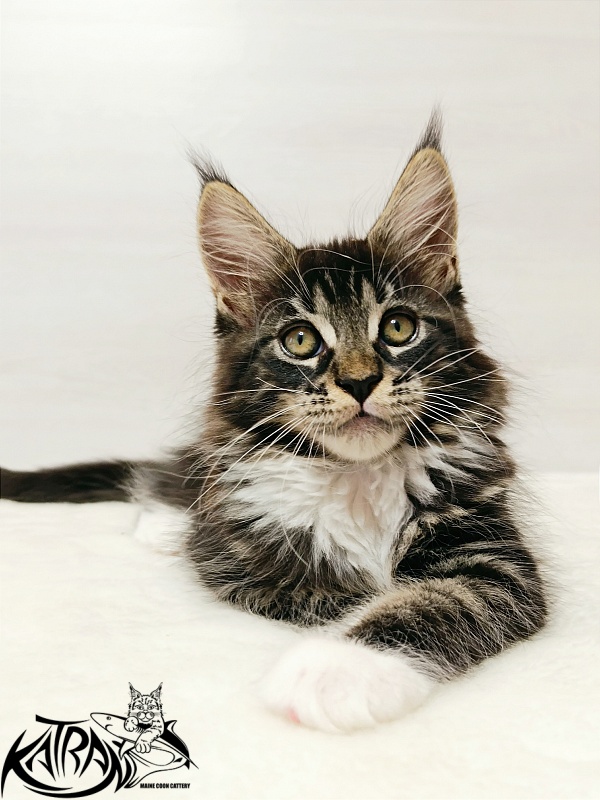 Katran Xamira - Kitten maine-coon 2 months