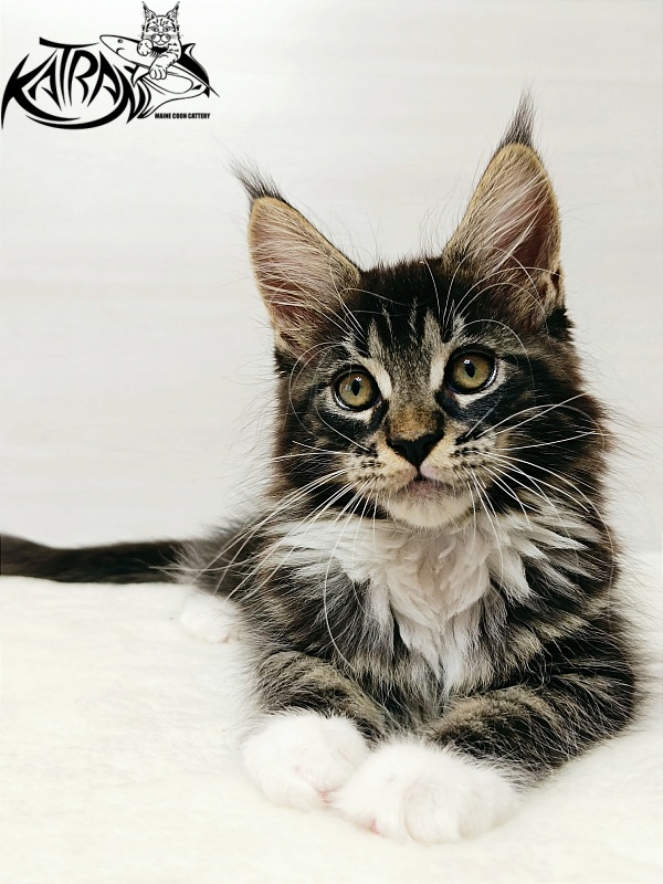 Katran Xamira - Kitten maine-coon 2 months