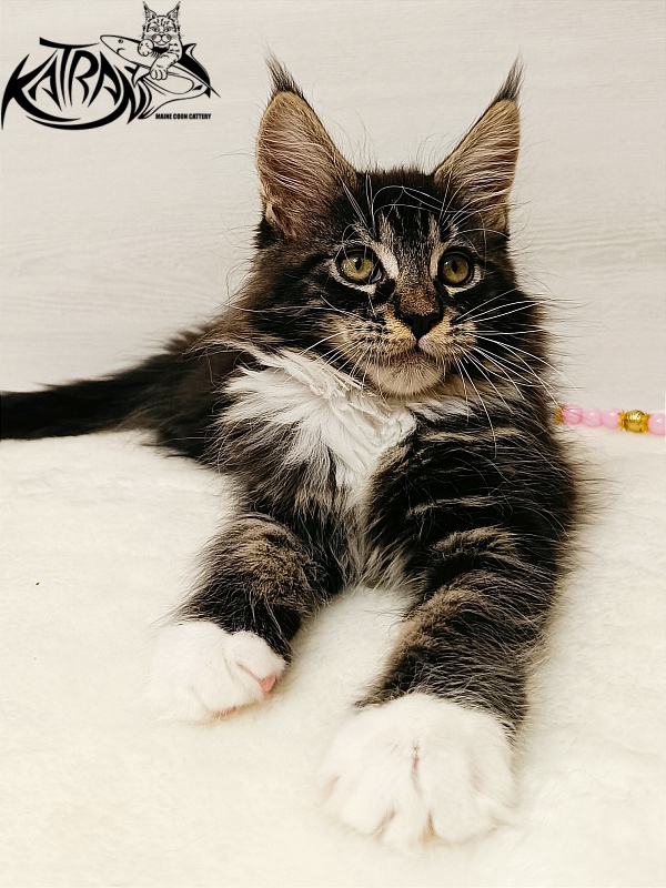Katran Xamira - Kitten maine-coon 2 months