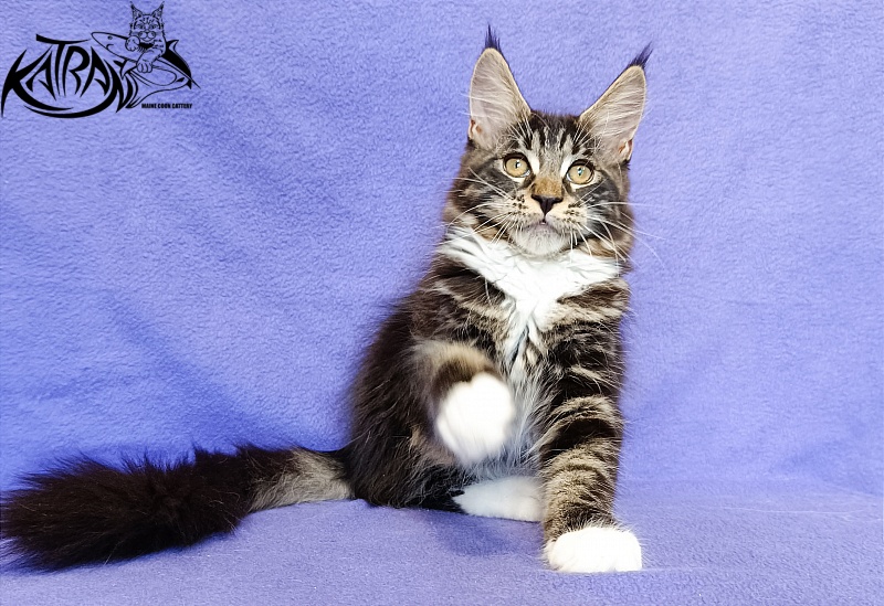 Katran Xamira - Kitten maine-coon 3 months