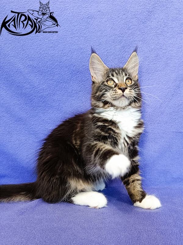 Katran Xamira - Kitten maine-coon 3 months
