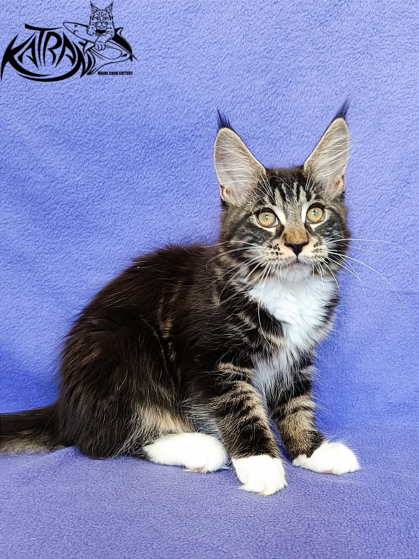Katran Xamira - Kitten maine-coon 3 months