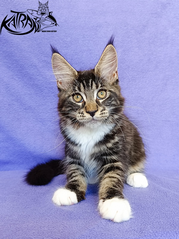 Katran Xamira - Kitten maine-coon 3 months