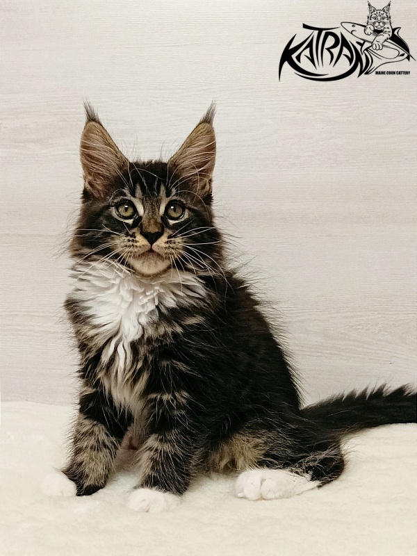 Katran Xamira - Kitten maine-coon 2 months
