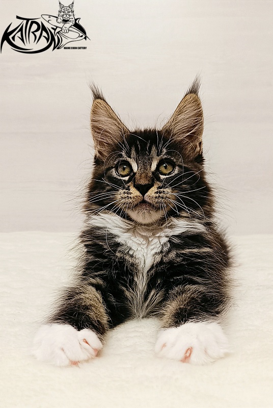Katran Xamira - Kitten maine-coon 2 months