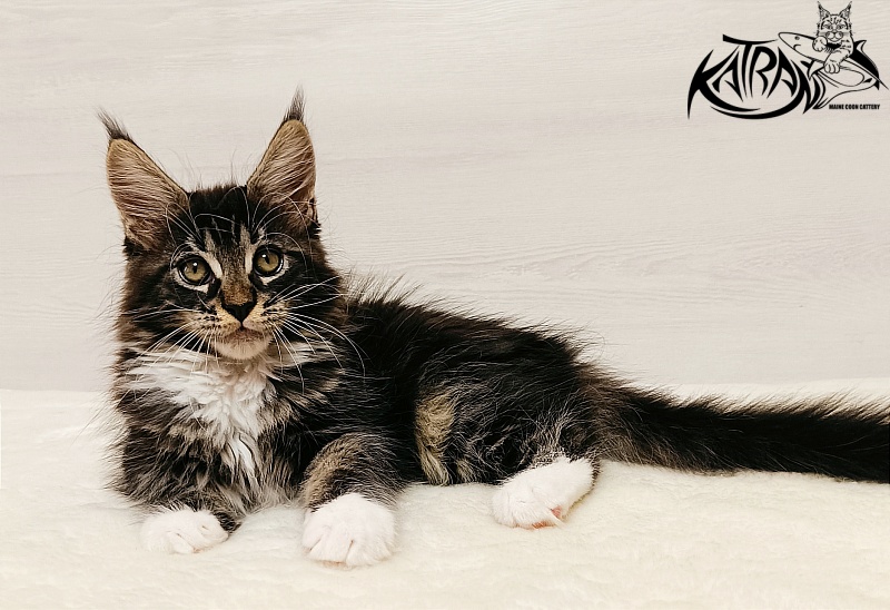 Katran Xamira - Kitten maine-coon 2 months