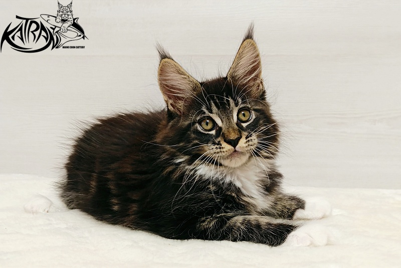 Katran Xamira - Kitten maine-coon 2 months