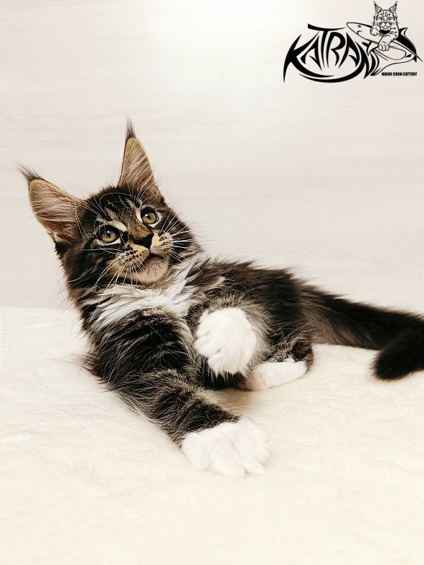 Katran Xamira - Kitten maine-coon 2 months