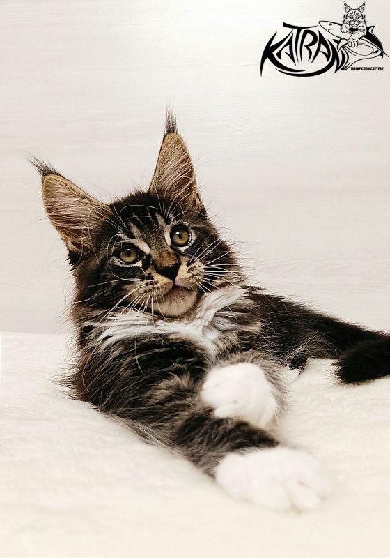 Katran Xamira - Kitten maine-coon 2 months