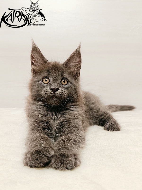 Katran Yoshi - Kitten maine-coon 2 months