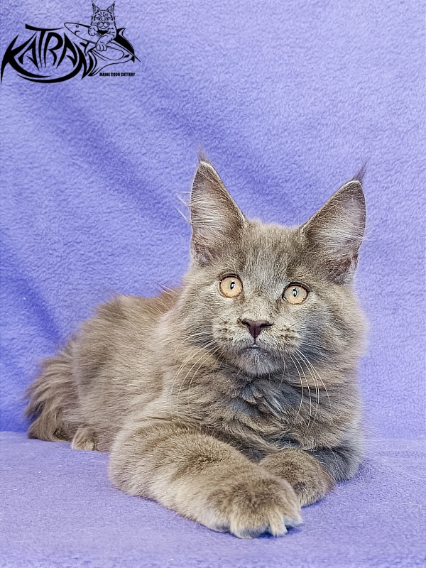 Katran Yoshi - Kitten maine-coon 3 months