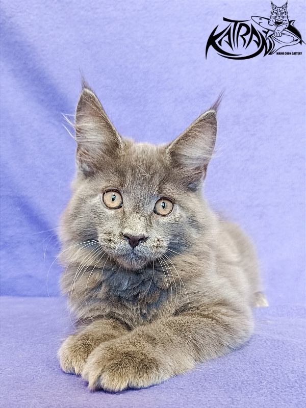 Katran Yoshi - Kitten maine-coon 3 months